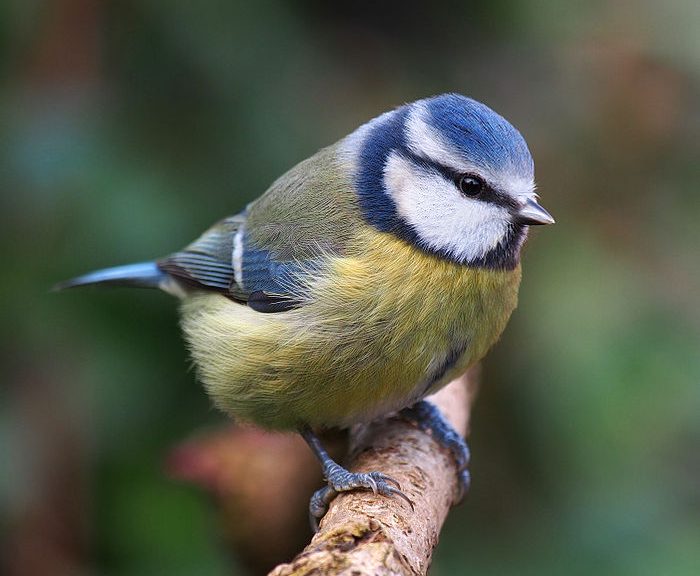 Wild Birds - Blue Tit