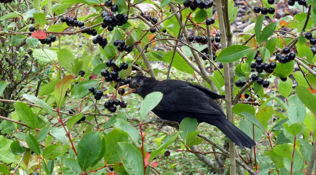 Wild Birds Love Eating Berries