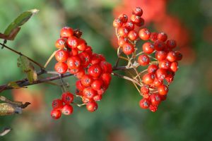 sorbus-plant